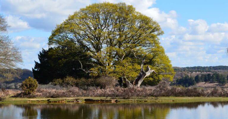 Mogshade Pond in the New Forest.