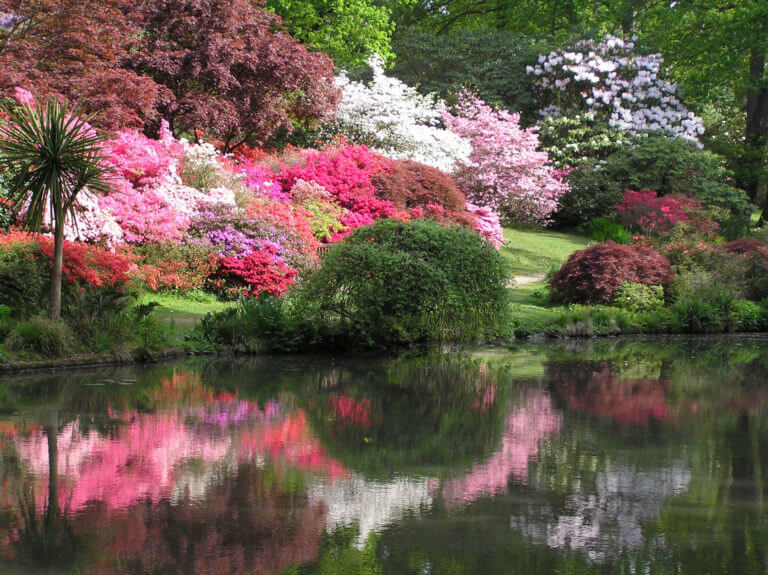 The reflection of bright pink and white rhododendrons on the pond at Exbury Gardens in Hampshire