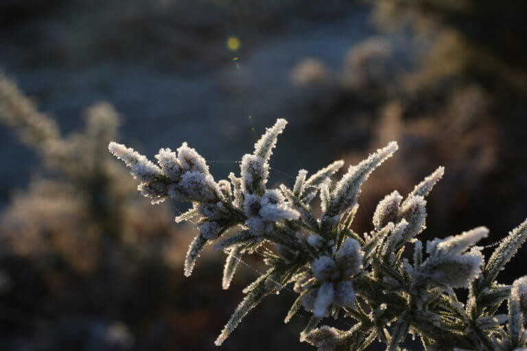 Image showing frost on a gorse bush