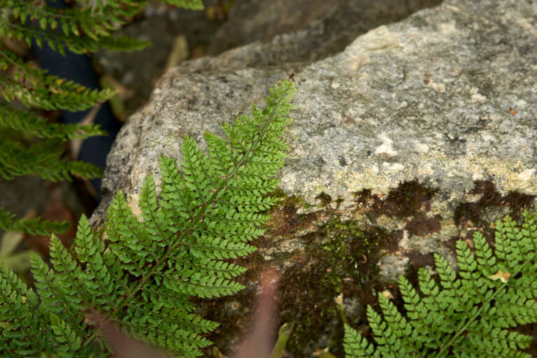 Woodland scene of ferns against a rock.