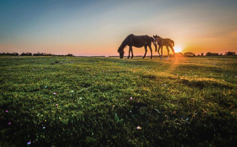 Two foals graze green grass at sunset