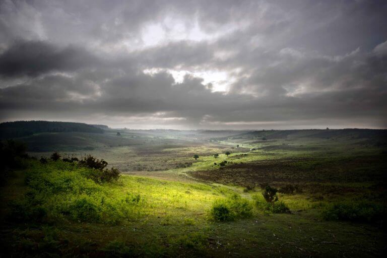 Landscape scene of the New Forest National Park on grey winter day