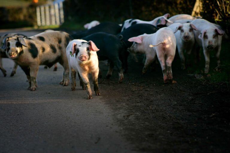Pannage pigs roam path in the New Forest during pannage season