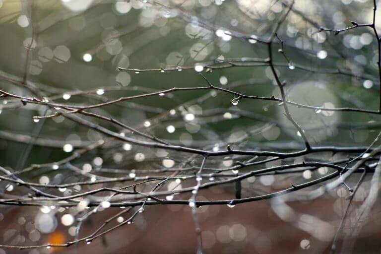 Raindrops on tree branches