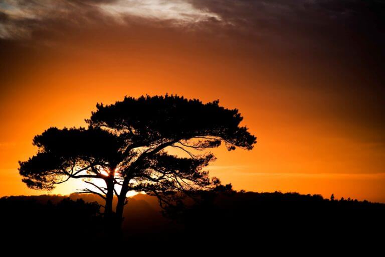 Orange glowing sunset in the New Forest national park with shadow of large tree