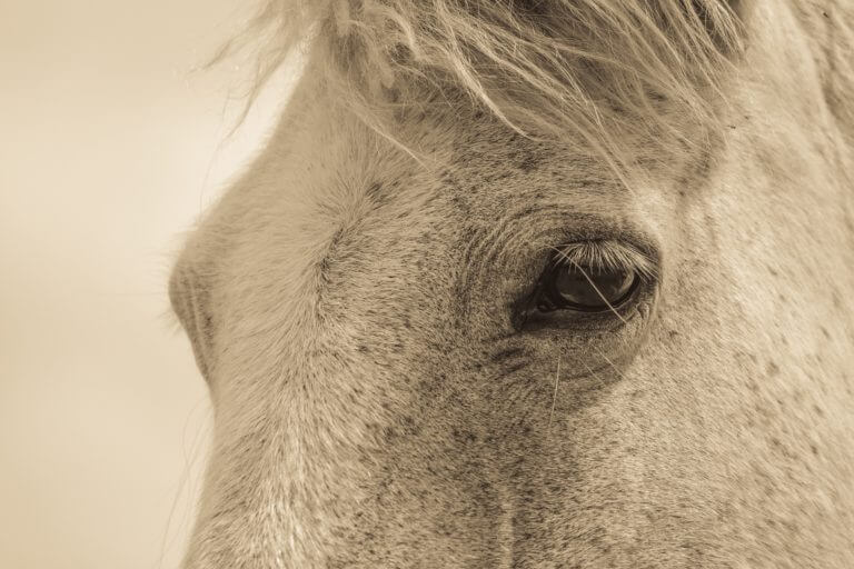 Close up of pony's face in sepia tone