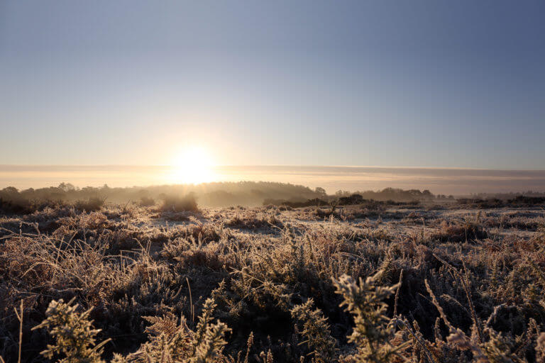 Frosty marshland with frozen ferns at sunrise