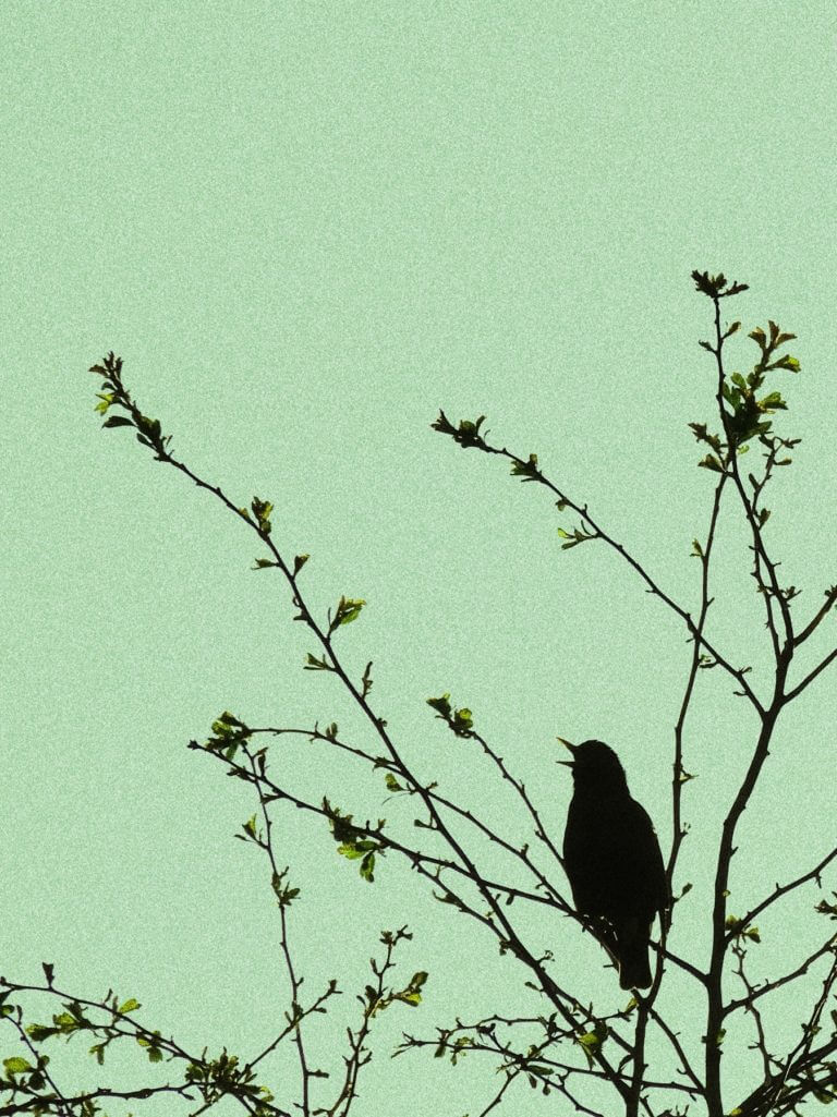 Black bird in the New Forest