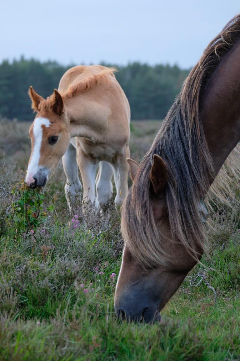 New Forest Ponies grazing on the heathland