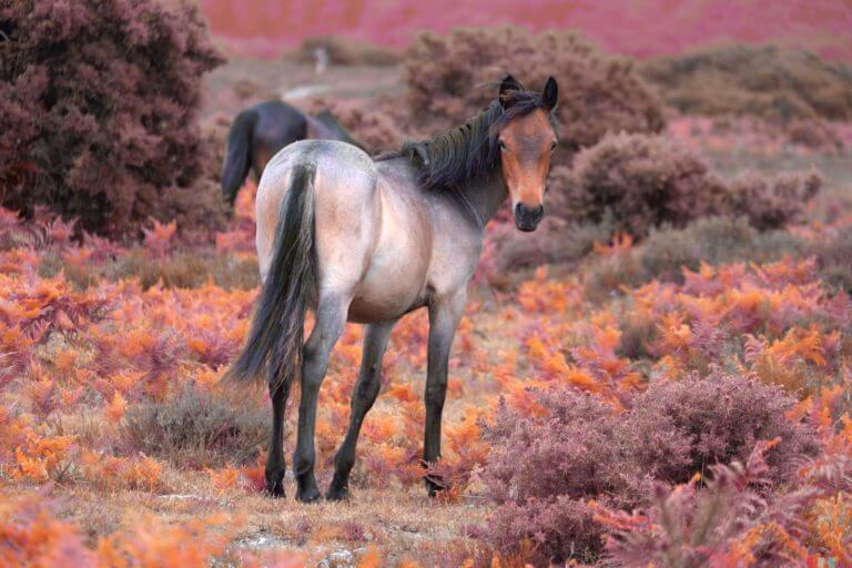 Pony stands in the New Forest in Autumn surrounded by red, orange and brown foliage, looking direct to camera