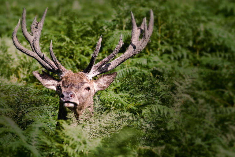 Wild deer in the New Forest National Park