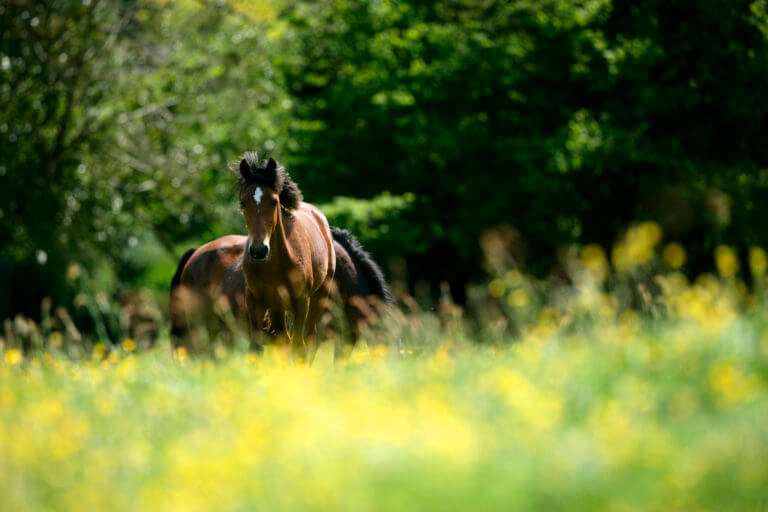 New Forest ponies out on the heathland