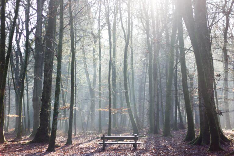 Single bench in the forest surrounded by tall trees at Rhinefield Road