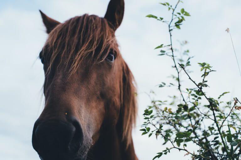 Close up of pony's face next to a tree branch