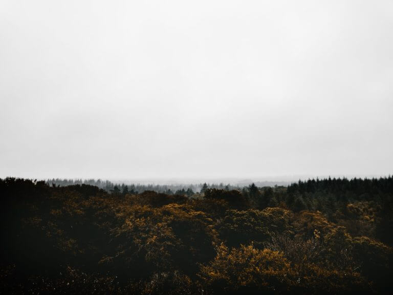 Landscape shot of Burley with dark bushes and trees under a grey sky