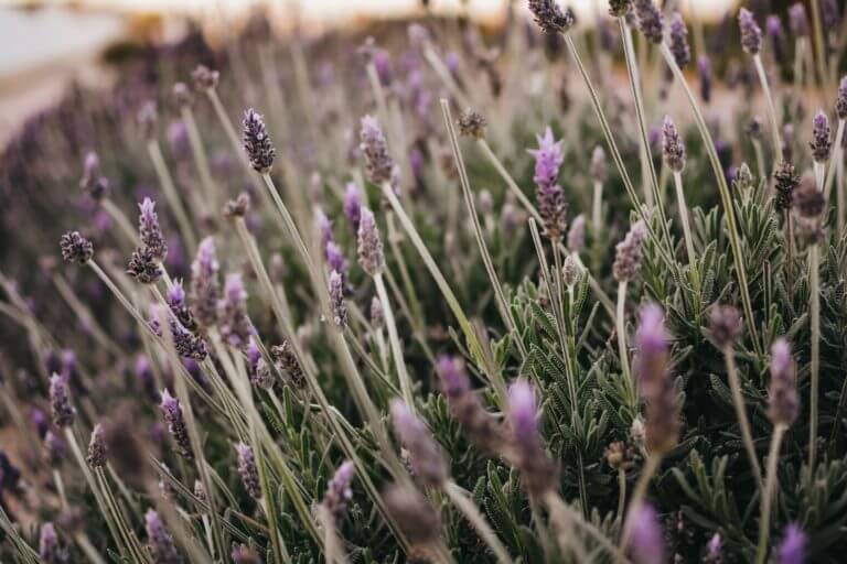 Lavender field with tall lavender