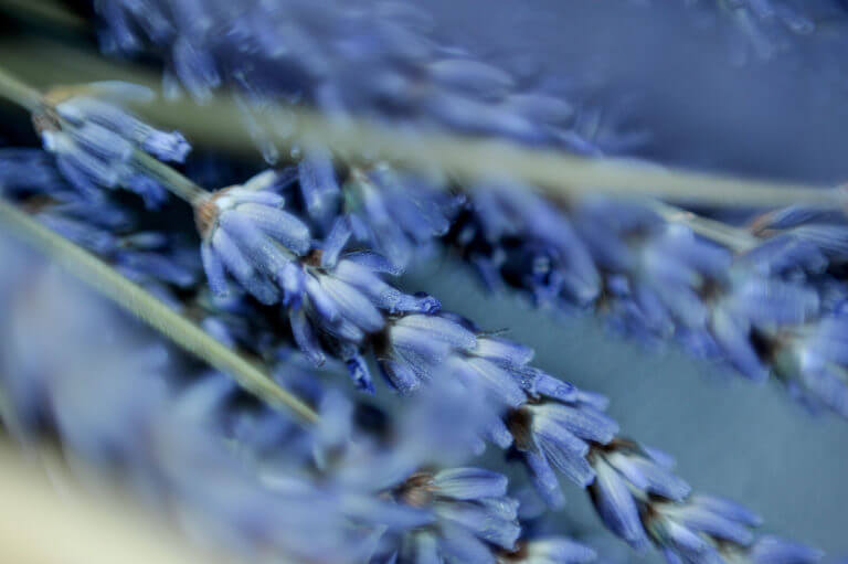 Lavender close up