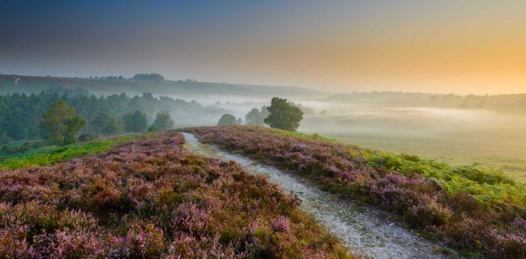 Rockford Common in the New Forest