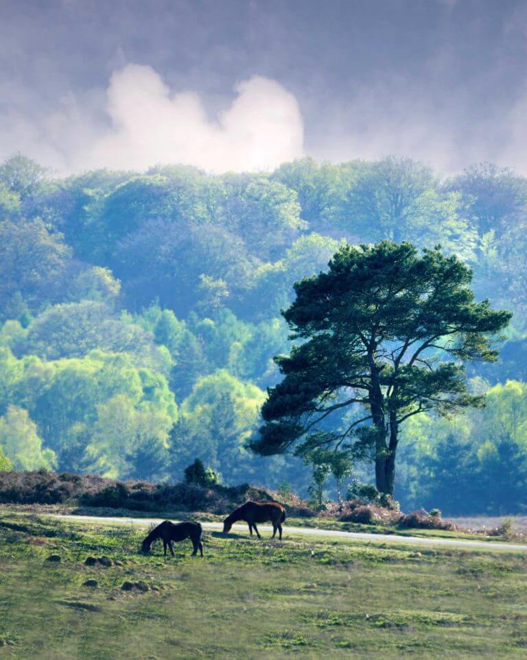 View of the New Forest national park