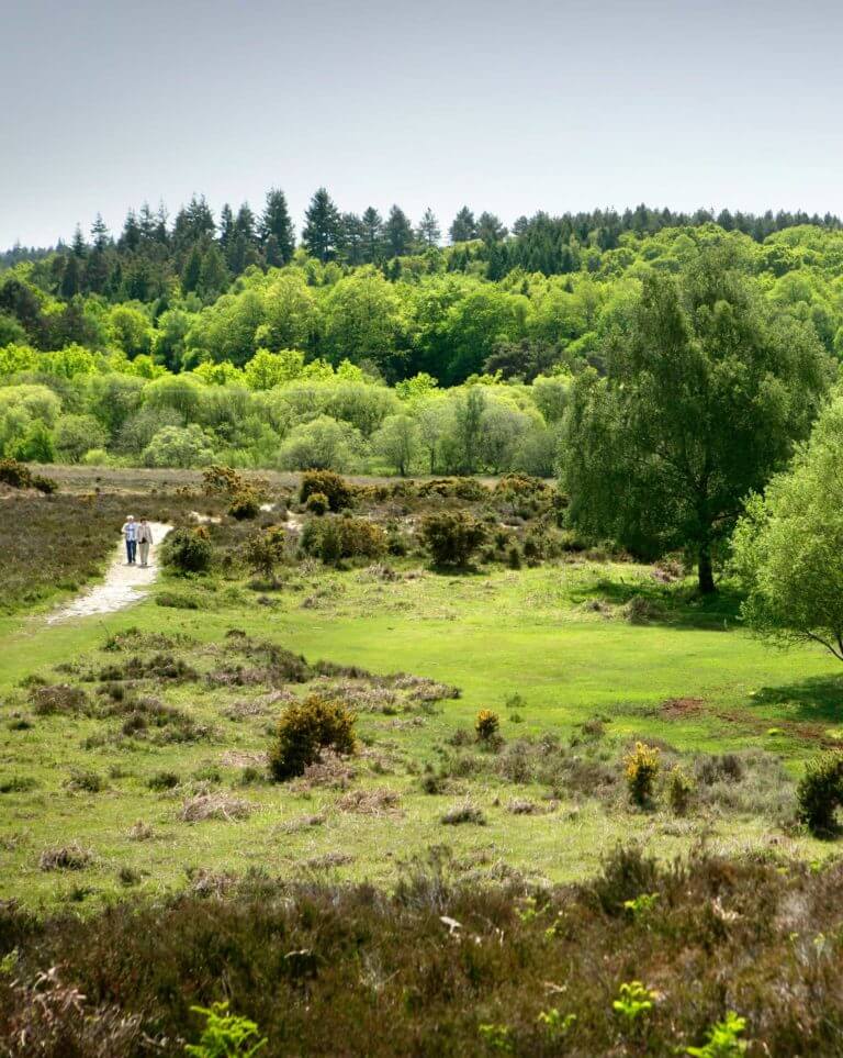 View of the New Forest national park. Lush green woodland. A couple walking.