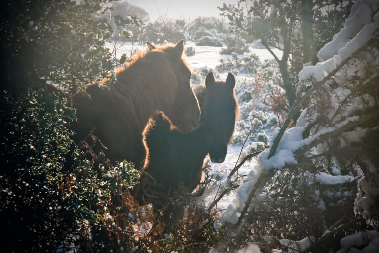 New Forest ponies in the snow covered heathland