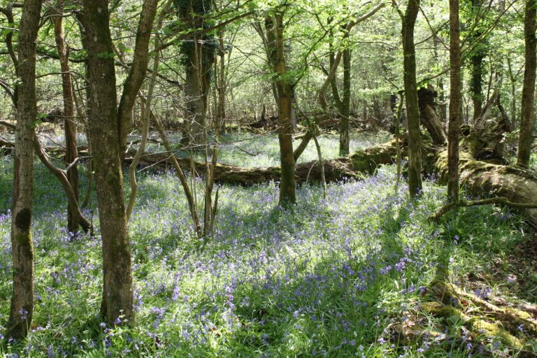 Bluebells at Roydon Woods