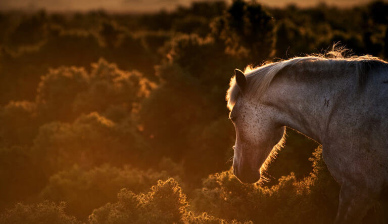 A New Forest pony at sunset on the heathland