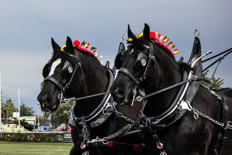 Heavy Horses Shown in their working harness