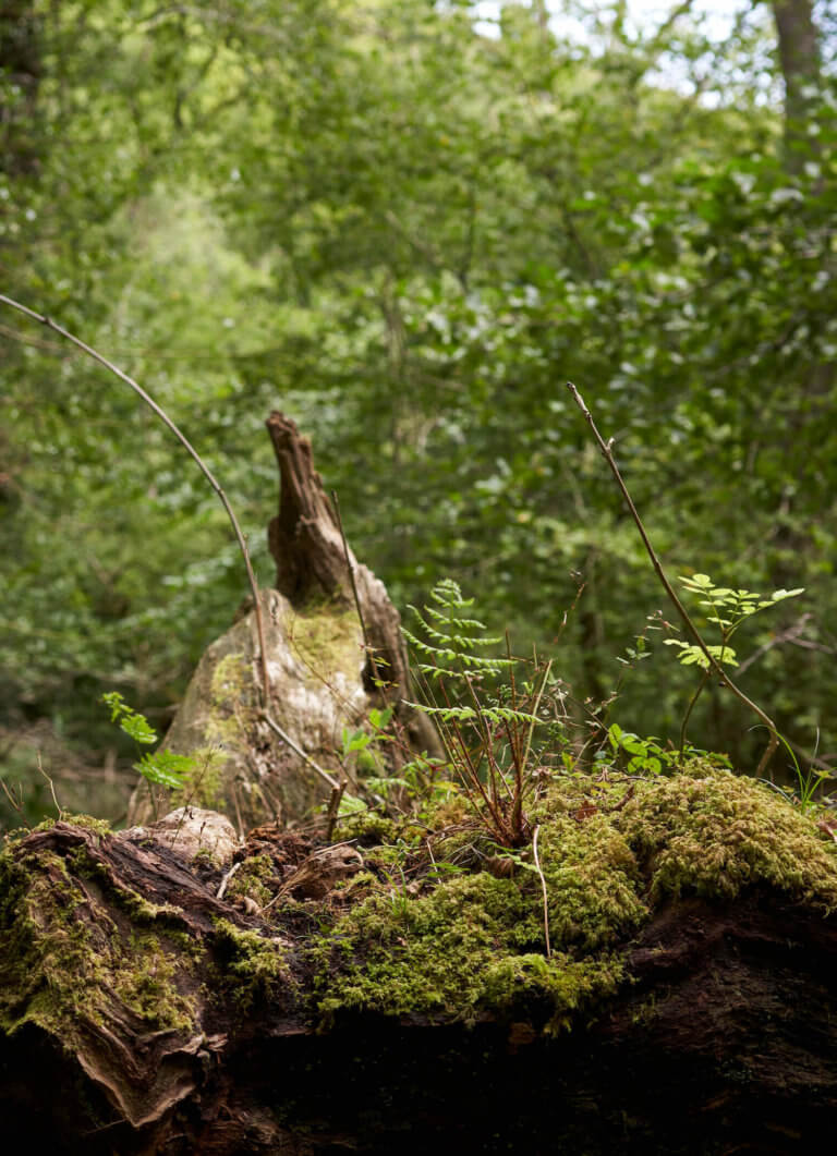 Moss covered trees in the forest