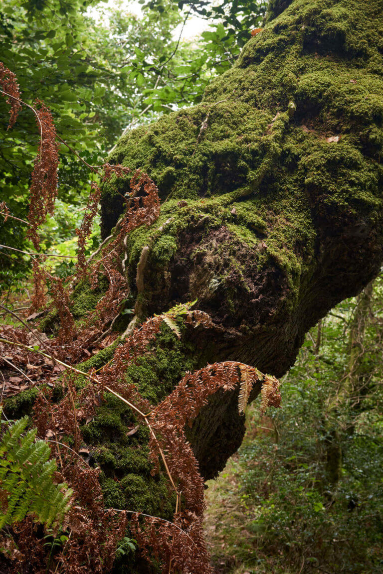 Trees covered in moss and brown ferns in forest setting