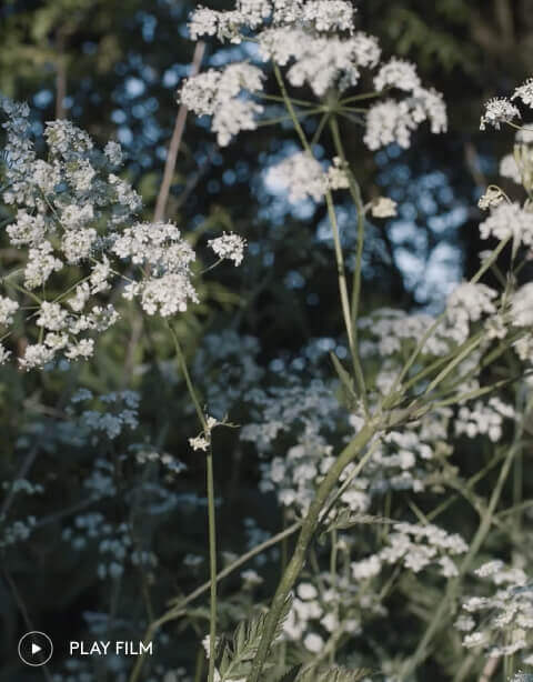 White wildflowers used as film cover image