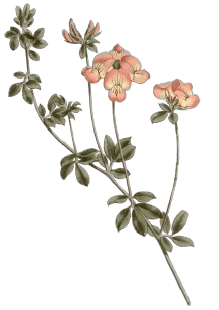 Floral illustration