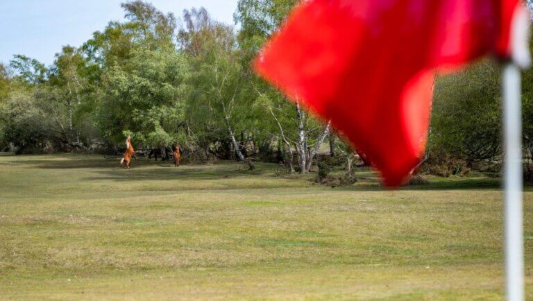 Golf course in the New Forest with red flag and two ponies on the course