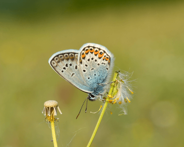 Rare silver-studded blue butterfly on a dandelion in Hampshire, England