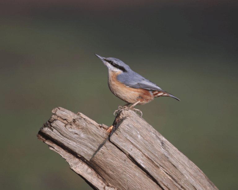 Small bird perched on a wooden log