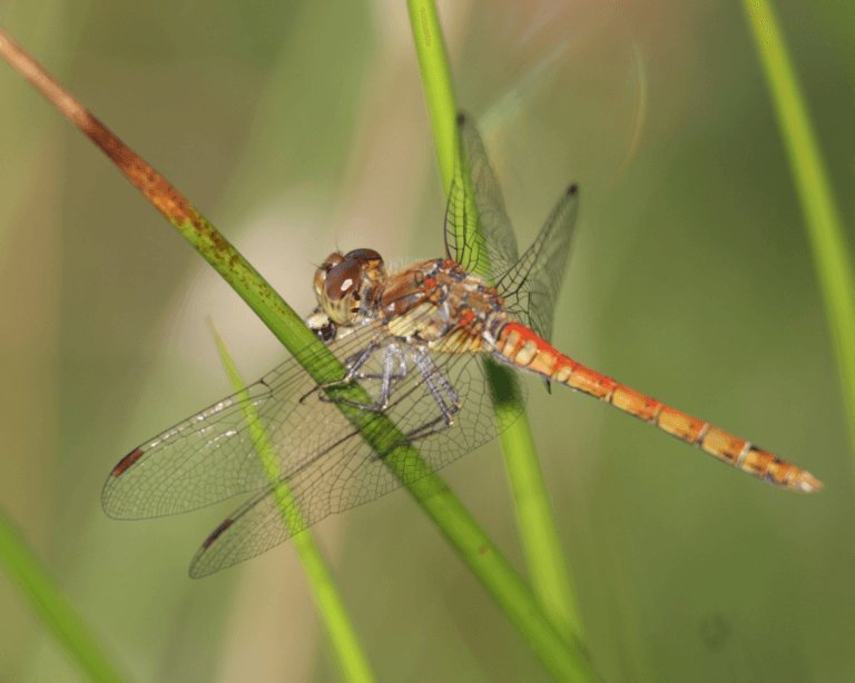 Dragonfly flying between tall grass