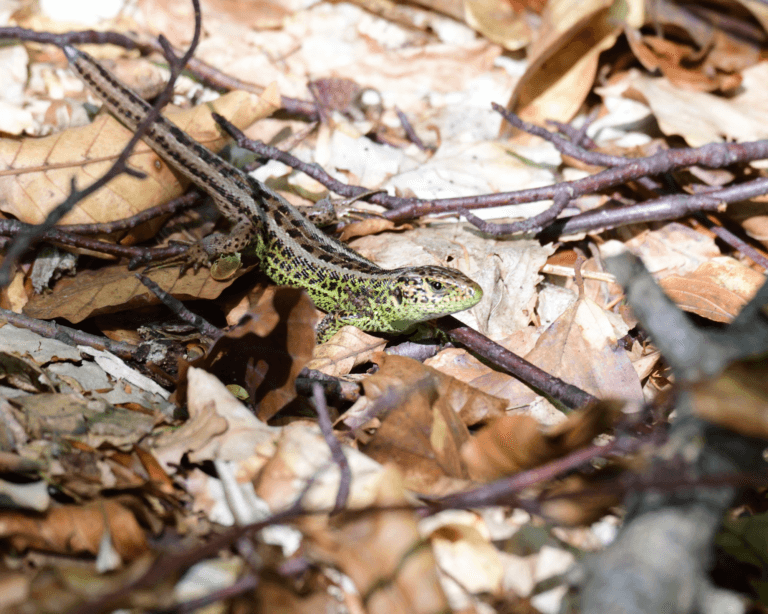 Sand lizard camouflaged amongst fallen autumn leaves