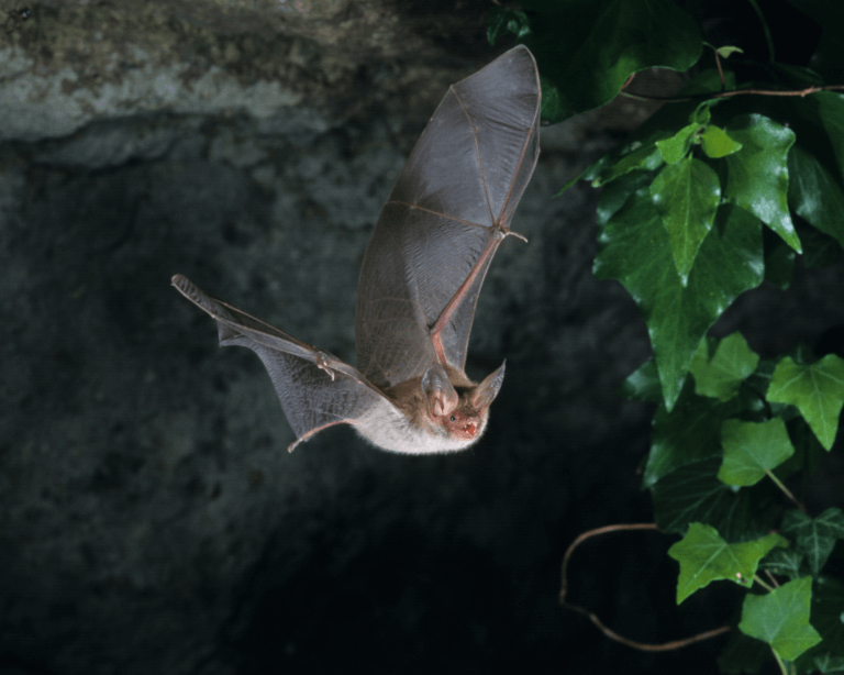 Bat hanging from a tree