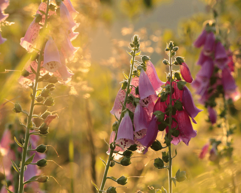 Purple foxglove at sunrise