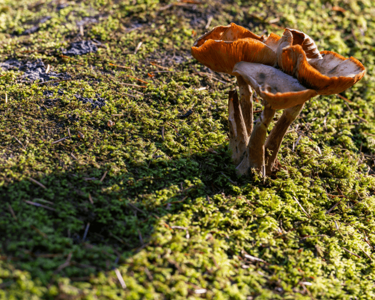 Autumn mushrooms, fungi in the New Forest National Park, England