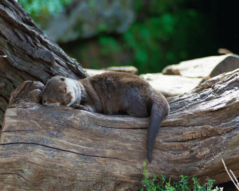 Otter in the forest sleeping on wood