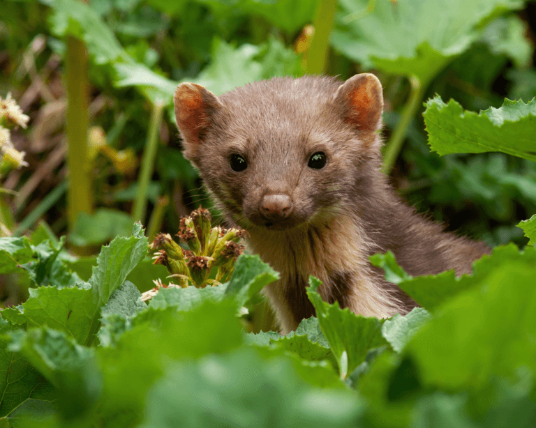 Pine Marten peeking out from plants in summer nature
