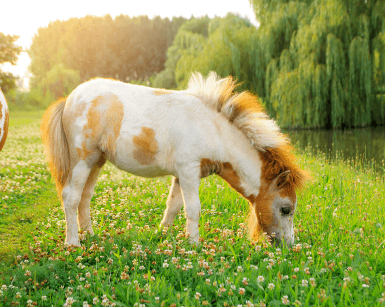 Pony grazing by the river surrounded by greenery