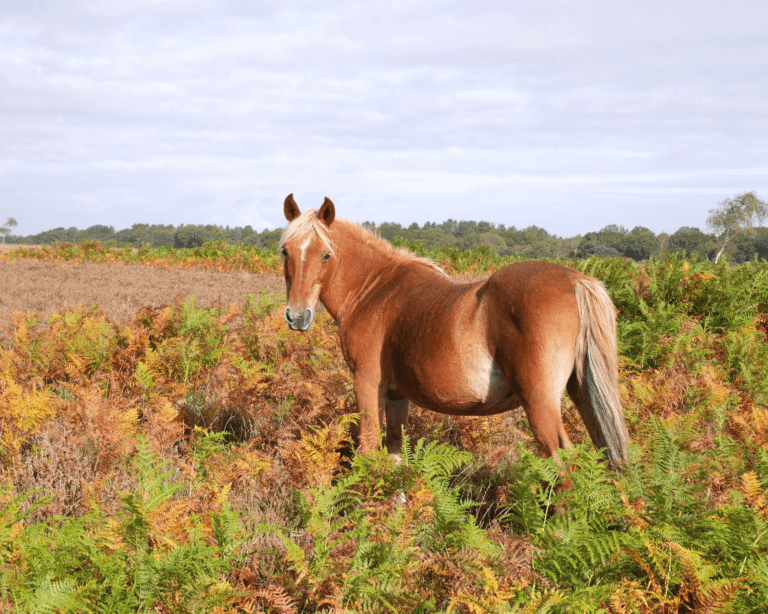 The New Forest National Park in the Autumn horse