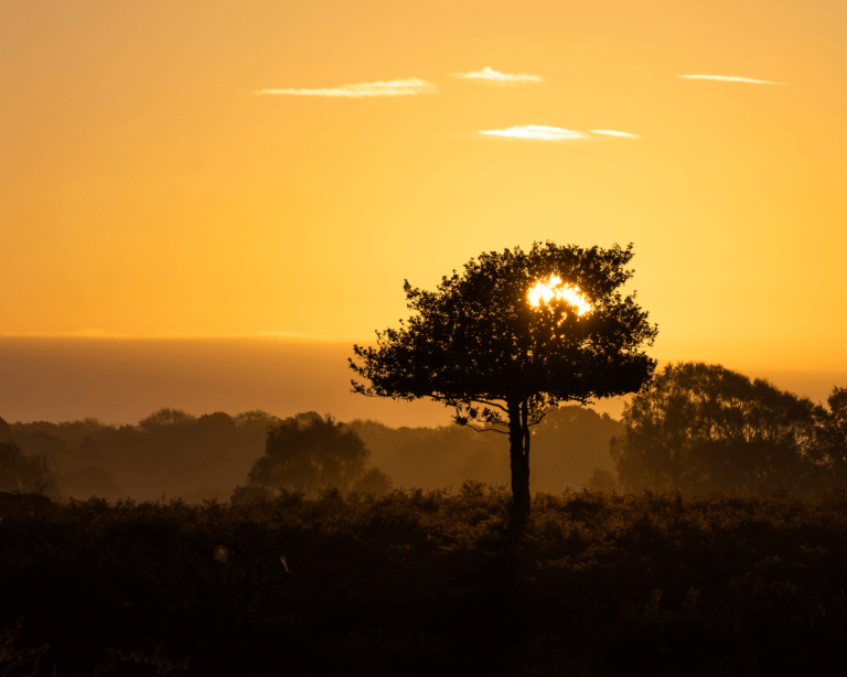 The New Forest National Park at sunset