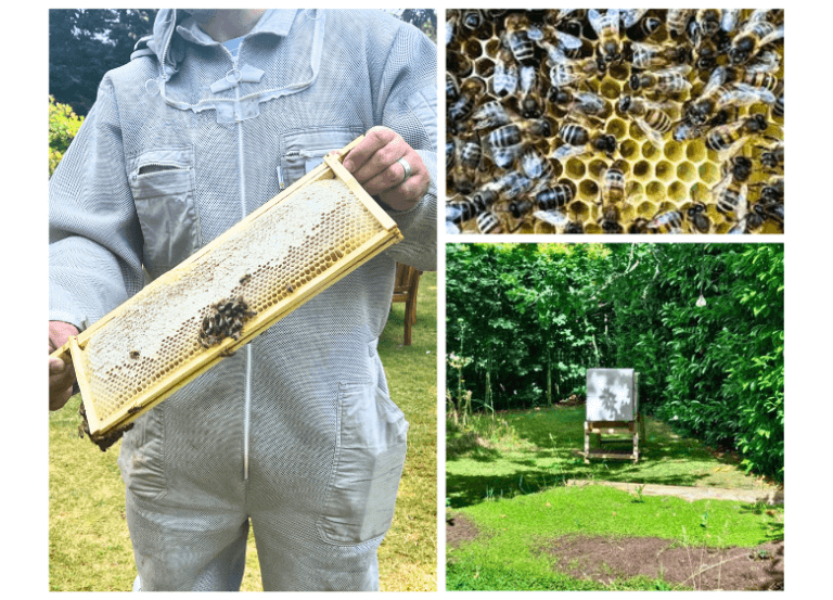 Honey bee hive and beekeeper at Careys Manor Hotel & SenSpa photo collage