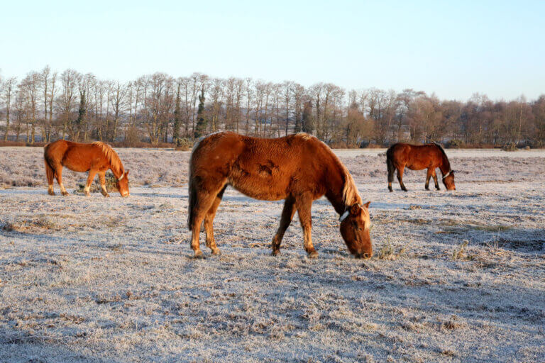 New Forest ponies grazing on ice-tinged heathland