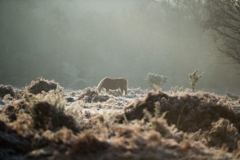 New Forest pony grazing in winter frost