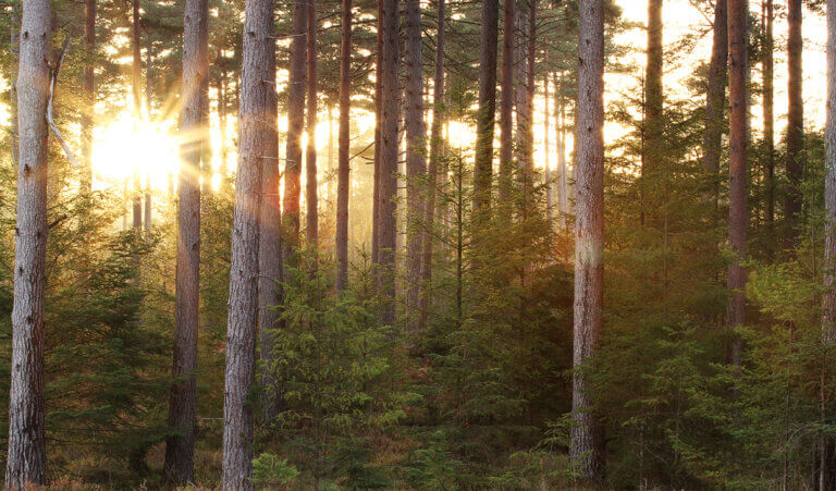 Sunrise coming through the trees in the New Forest