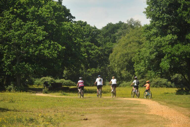 Group of cyclists cycling through the New Forest in summer
